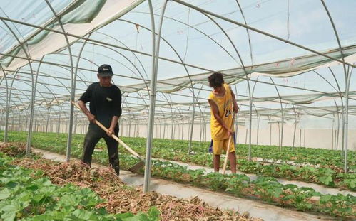 石榴花香溢满城 同心绘就幸福卷——农副产品的芬芳与丰收